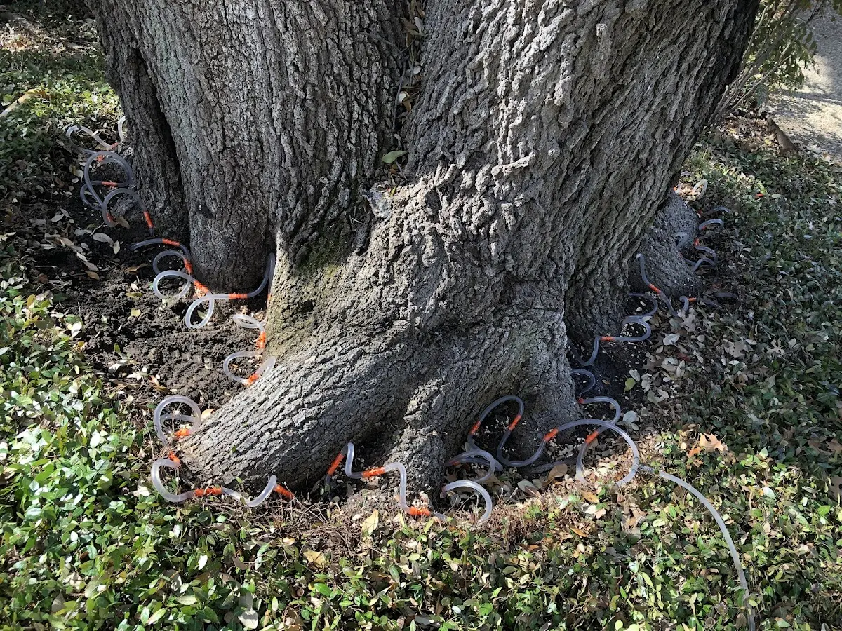 Detailed Shrub and Hedge Trimming job site in Forest Junction