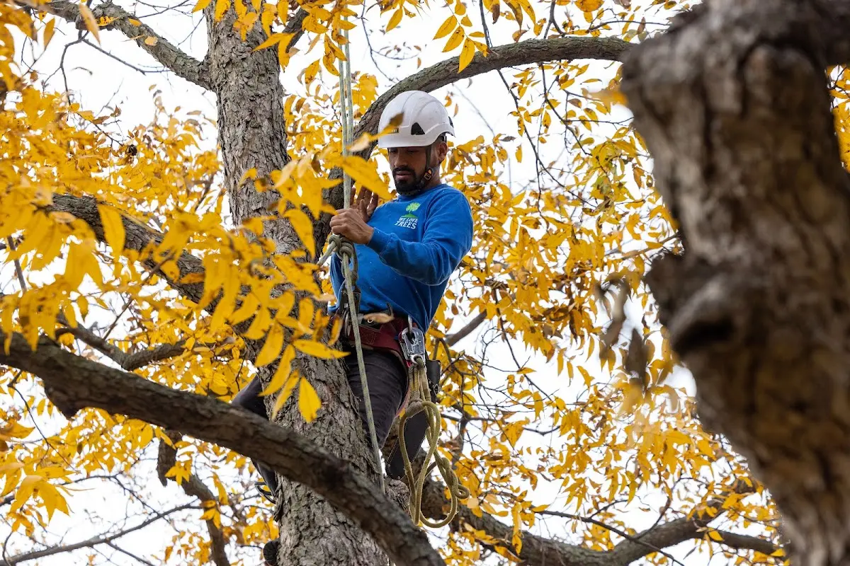 Skilled Tree Disease Treatment crew working in Forest Junction